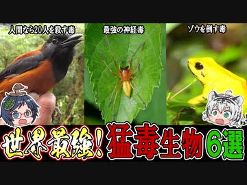 遭遇すると命の危機が！！世界の猛毒生物６選　【ゆっくり解説】