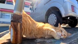 車の下にいた野良猫、近づくと出てきてゴロンゴロン転がってカワイイ