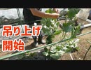 露地メロンの立体栽培での誘引、吊り上げ開始【メロン（市場小路）2023 part 4】