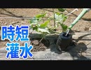 メロンの灌水を早く終わらせる方法【メロン（市場小路）2023 part 5】