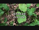 【自然農】#新月満月実験 #かぼちゃ編 ・やっぱり月は偉大だな～✨
