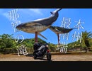 【バイク車載動画】人多い所行ったらそら大変よ 【キャンプツー和歌山Part.2】