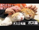 オス三毛王子様猫、ボス猫の教育で成長を見せる