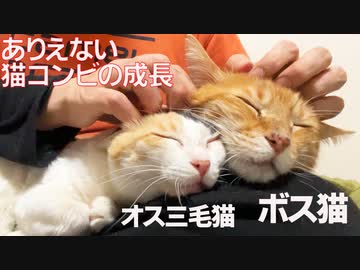 オス三毛王子様猫、ボス猫の教育で成長を見せる