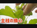 露地でメロンの立体栽培、主枝の摘心【メロン（市場小路）2023 part 6】
