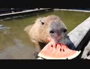 スイカ食べるカピバラさん