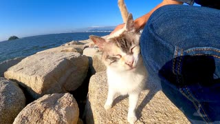 防波堤に行くと猫が岩の隙間からモフられに出てきた