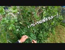 【第146回】収穫とご飯と帰り道②とミツバ