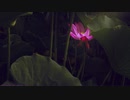 花よ舞い散れ Let the flowers dance and fall. 【フリーBGM】
