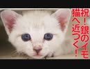 銀のイモ子猫、イモ卒業にリーチを掛ける