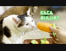 猫ににんじんあげてみた