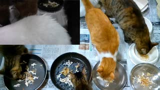 今週のおやつ（本隊）【蒼民家の猫々】