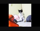【写真で総括】子猫 vs 怪獣手袋