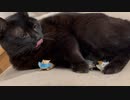 お魚くわえたノラ猫を猫が見ている