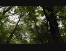 佐倉市民の森 12:29pm (HPLバイノーラル)