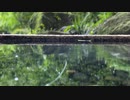 湧き水 - 座間谷戸山公園 04:30pm