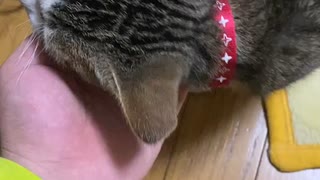 ホモと見る猫①