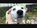 わんこ その２。ハスキーと柴のミックス犬です。