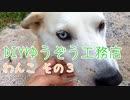 わんこ その３。ハスキーと柴のミックス犬です。