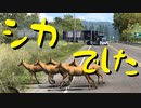 【American Truck Simulator】ペーパー歴10年がDLC「オレゴン」観光（#94）【実況プレイ】