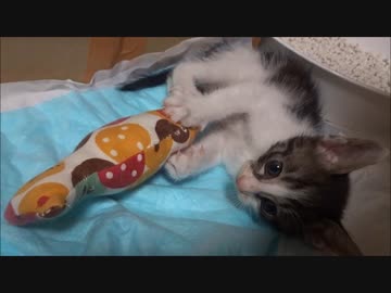 新たにネコさんが増員されました