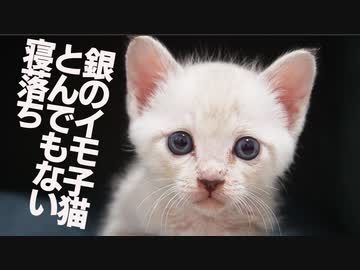 銀のイモ子猫、とんでもない寝落ちを見せる