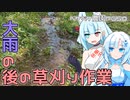 2023年6月4日　農作業日誌P650　台風の大雨が終わって久しぶりの畑に行くと木が折れていた