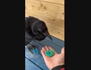ホモと見るカラスの知能テスト