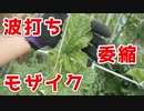 今年もやってきた不治の病、モザイク病【メロン（市場小路）2023 part 8】