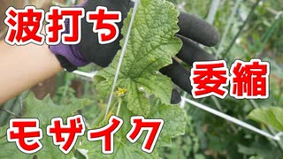 今年もやってきた不治の病、モザイク病【メロン（市場小路）2023 part 8】