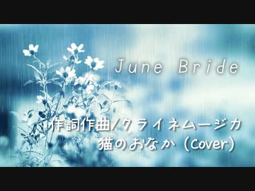 June Bride/クライネムージカ - 猫のおなか（Cover）