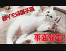 銀イモ子猫、事変を起こしてシャンプーされる