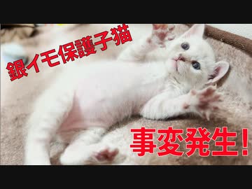 銀イモ子猫、事変を起こしてシャンプーされる