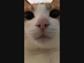 ホモと見るモーニングコール