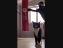 ホモと見るパンチ音にビビる猫