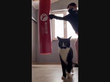 ホモと見るパンチ音にビビる猫