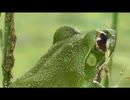 家の裏で生き物のネタ探し　その1