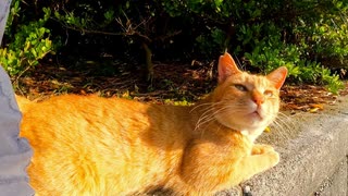 海沿いの道で座ると野良猫がトコトコ歩いてきた