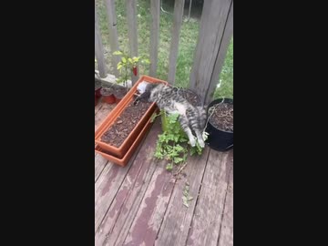 ホモと見る飲みすぎた俺みたいな猫