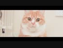 【大食い】ちゅ～る与えたら豹変/ 猫 ねこ動画【いなばチャオちゅ～る】