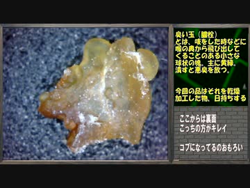 500倍顕微鏡　臭い玉の干物