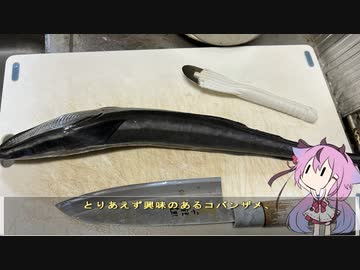 珍食材が食べたい！#144　コバンザメとアオヤガラとクロホシフエダイのお刺身