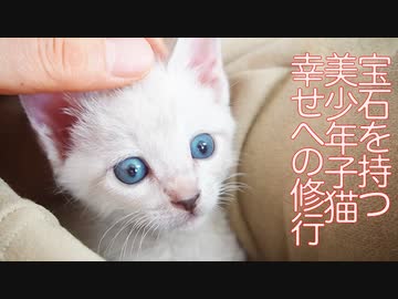 美少年イモ子猫、招き猫修行に挑戦する