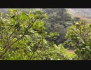 雨 - 久米島・白瀬川 07:49am
