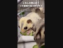 【 #フクロモモンガ 】没動画？きゅうり咀嚼音！ #おはモモンガ #蜜袋鼯 #슈가글라이더 #フクモモ #sugerglider #モモンガ #shorts