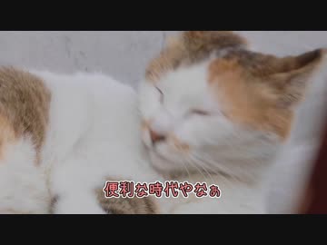 可愛い猫ちゃんの動画