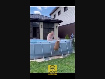 ホモと見るプールに入りたい犬vs入れたくないオッサン