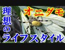 【ゆっくり解説】それぞれのライフスタイル？　オニグモを解説