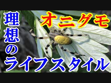 【ゆっくり解説】それぞれのライフスタイル？　オニグモを解説