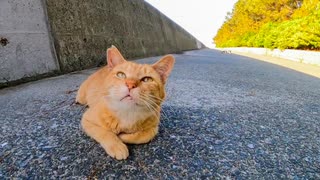 会った瞬間からゴロゴロ言ってる海岸通りの野良猫